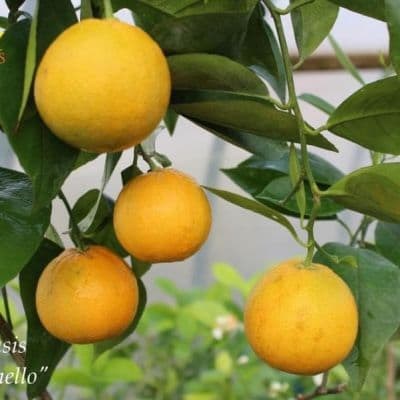 C. sinensis Sanguinello - -fill-400x400